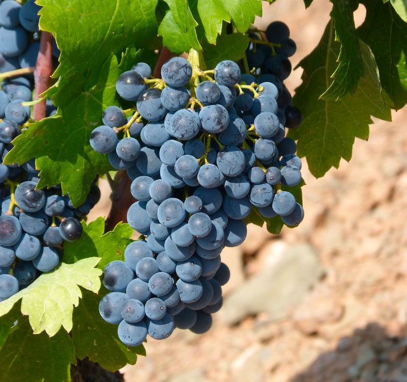 Raisin Syrah pour un vin rouge de chateauneuf du pape