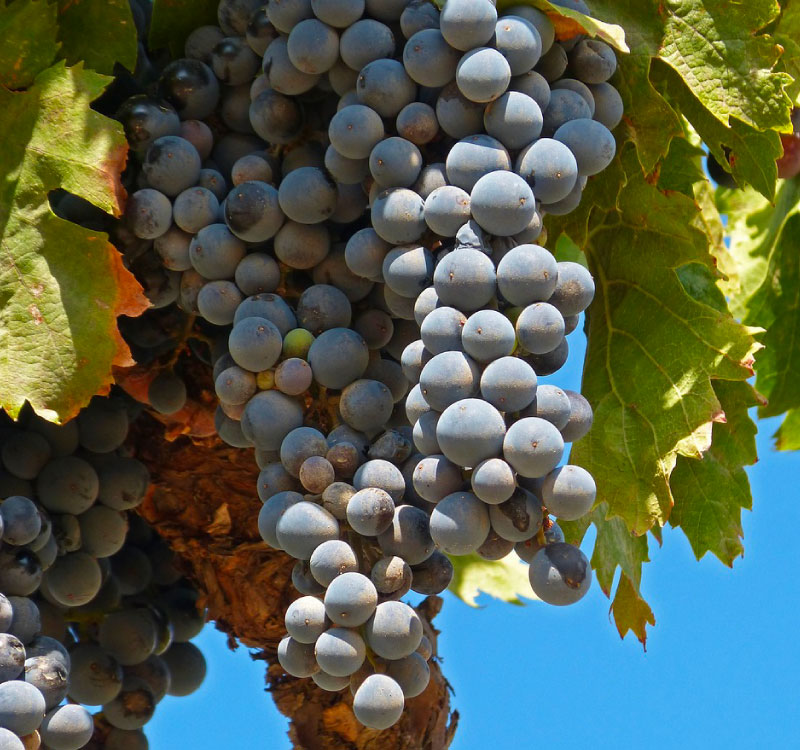 dégustation de vin au domaine ferrand bravay